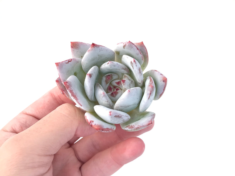 Echeveria 'Ivory' 2" Selected Clone Succulent Plant