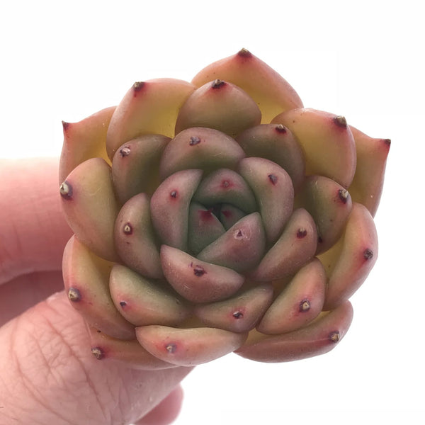 Echeveria Agavoides Ebony Seedling 1” Rare Succulent Plant