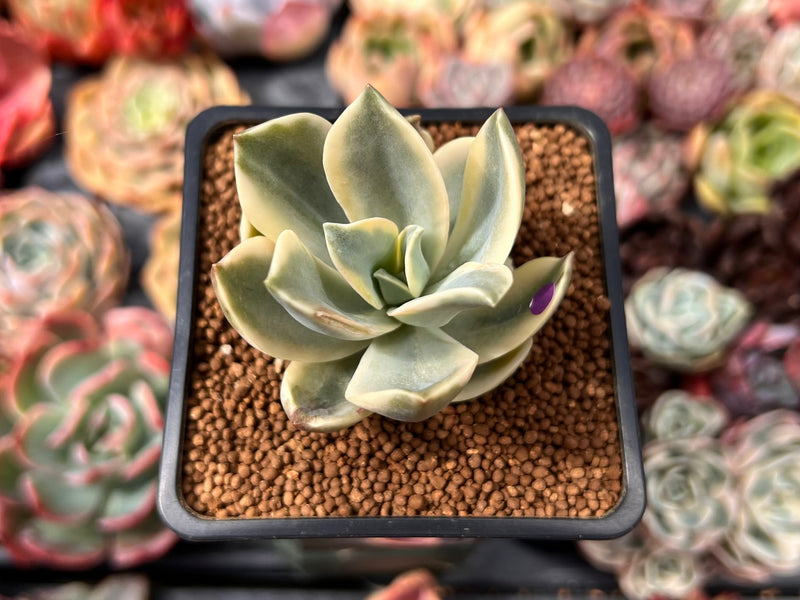 Graptoveria 'Fred Ives' Variegated 1" Succulent Plant