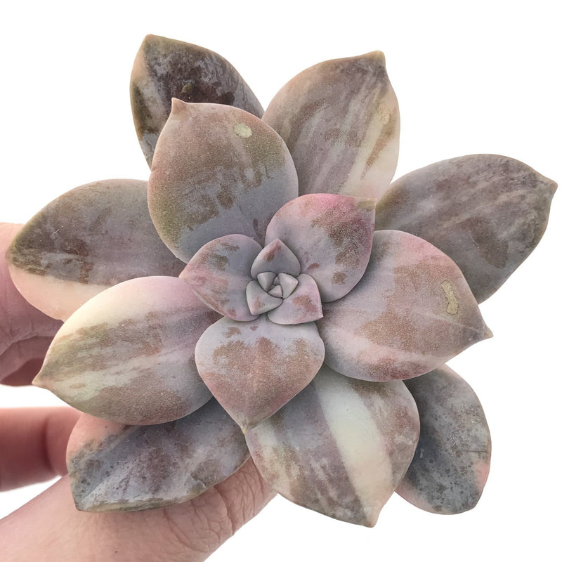 Quetzalcoatlia 'Pentandra Superba' Variegated 2" Succulent Plant (Formerly Graptopetalum 'Pentandrum Superbum' Variegated)