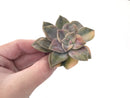 Graptopetalum Purple Delight Variegated 3" Rare Succulent Plant