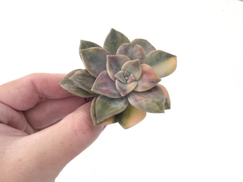 Graptopetalum Purple Delight Variegated 3" Rare Succulent Plant