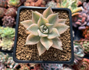 Graptopetalum 'Paraguayense' Variegated 3" Succulent Plant