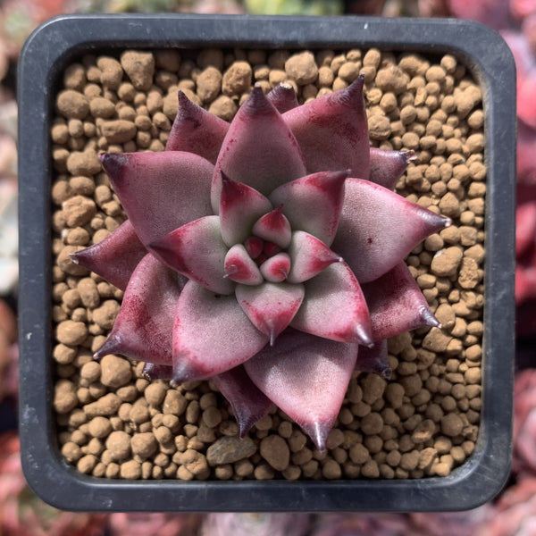 Echeveria Agavoides 'Sirius' 2" Succulent Plant