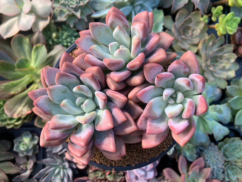 Graptoveria 'Opalina' Large Cluster 5"-6" Succulent Plant