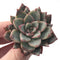 Echeveria Agavoides 'Blood Spirit' 3" Succulent Plant