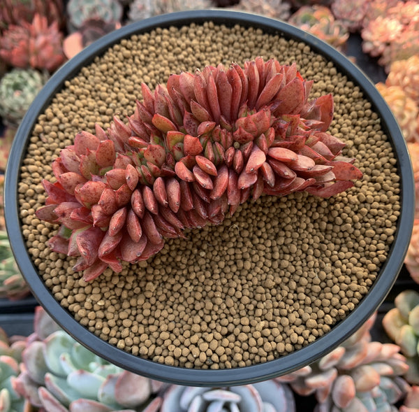 Echeveria Agavoides 'Red Crows' Crested 4" Succulent Plant