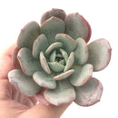 Echeveria 'Soul Mint' 4" Powdery Succulent Plant