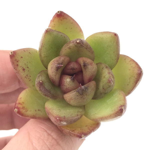 Echeveria Agavoides 'Black Queen' 1" Succulent Plant