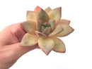 Echeveria 'German Champaign' 3" Succulent Plant