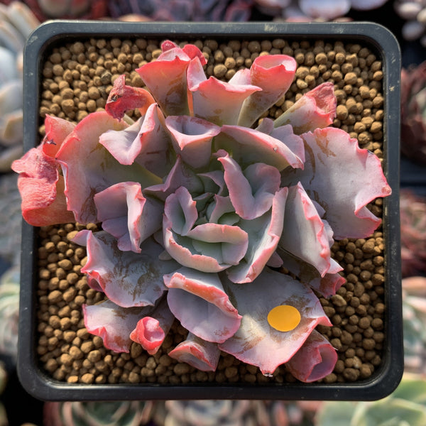 Echeveria 'Trumpet Pinky' 2"-3" Succulent Plant