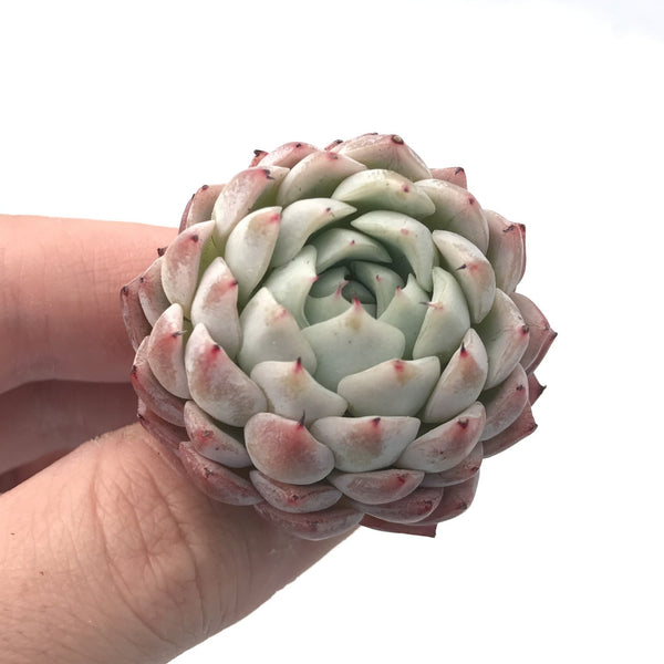 Echeveria ‘White Zaragoza’ 1” Rare Succulent Plant