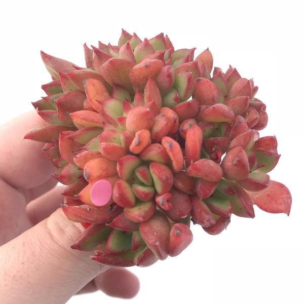 Echeveria ‘Memory’ Crested 3” Rare Succulent Plant