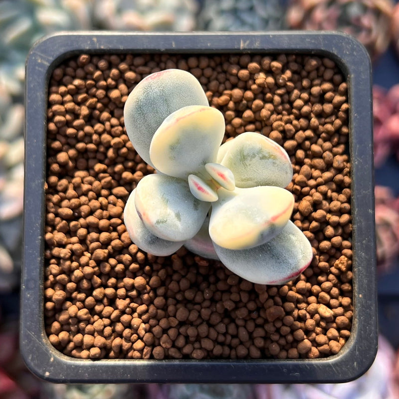 Cotyledon 'Orbiculata' Variegated 1" Small Succulent Plant