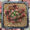 Pachyphytum Compactum 'Pink Glaucum' 2" Succulent Plant