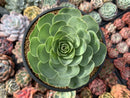 Greenovia Diplocycla 'Gigantea' 5"-6" Succulent Plant