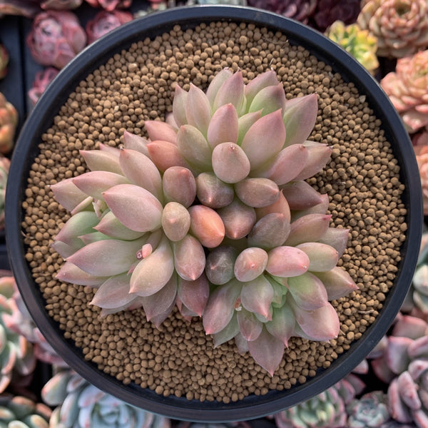 Pachyphytum 'Orange Light' 4" Succulent Plant