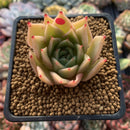 Echeveria Agavoides 'Hongja' 2"-3" Succulent Plant