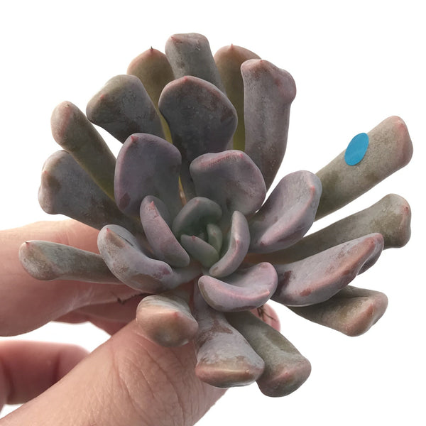 Echeveria 'Cupid' 3" Succulent Plant