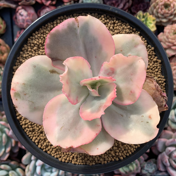 Echeveria 'Suyeon Frill' Variegated 5" Succulent Plant