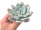 Echeveria 'Ivory' 4" Powdery Succulent Plant