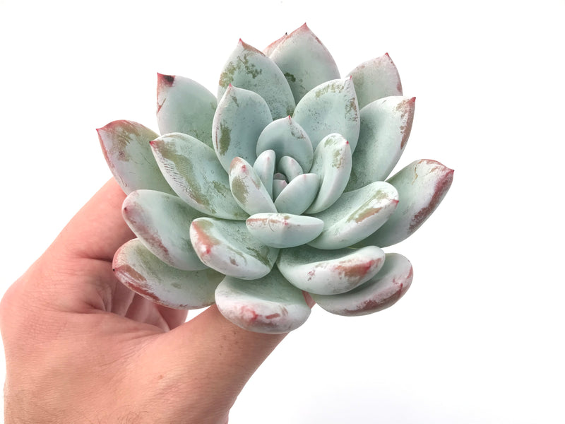 Echeveria 'Ivory' 4" Powdery Succulent Plant