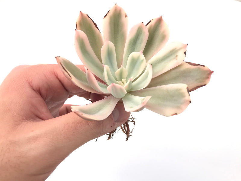 Echeveria 'Secunda' Variegated 3" Succulent Plant *Damaged*