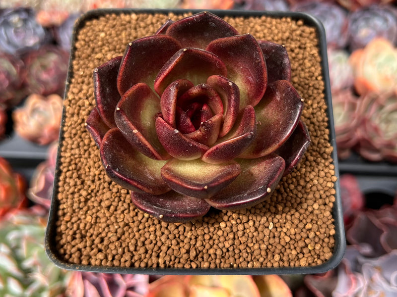 Echeveria 'Adrian' 2"-3" Succulent Plant