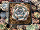 Echeveria 'Orange Monroe' 2" Succulent Plant