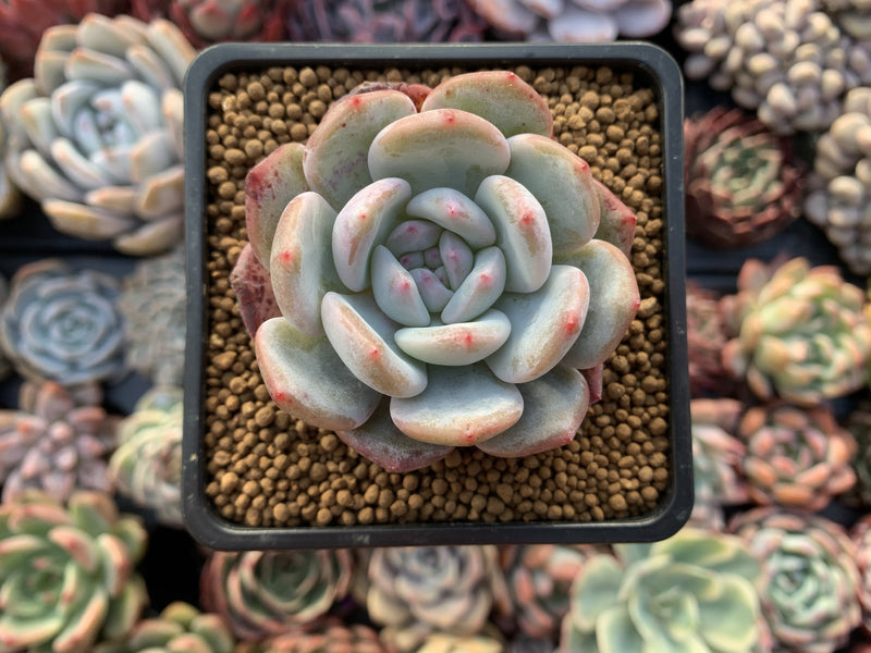 Echeveria 'Orange Monroe' 2" Succulent Plant