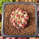 Pachyphytum 'Yeonji' 1" Small Succulent Plant