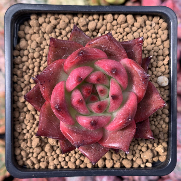 Echeveria Agavoides 'Amestro' 4" Succulent Plant