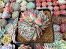 Echeveria 'Chihuahuaensis' 4" Double Headed Cluster Succulent Plant