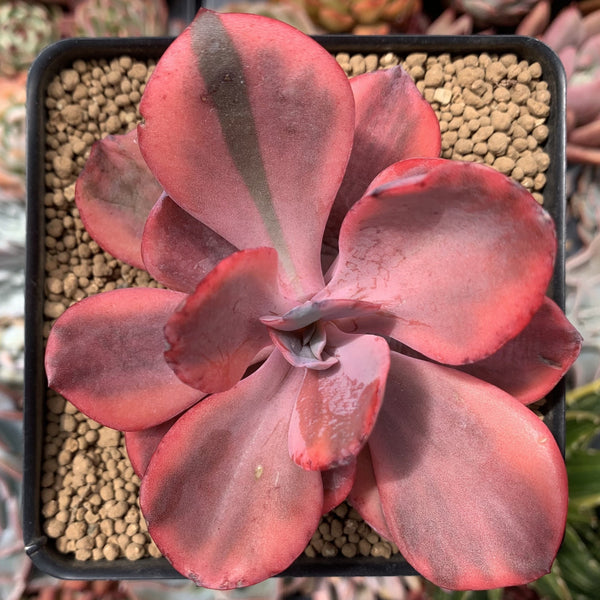 Echeveria 'Angel Wings' Variegated 3"-4" Succulent Plant