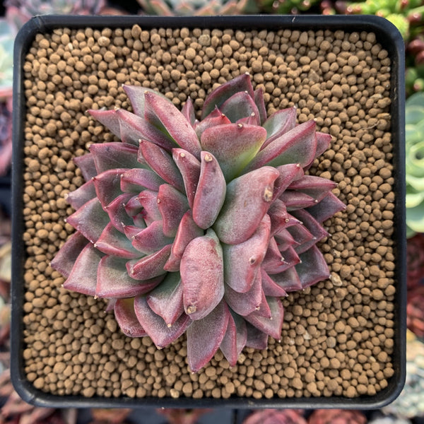 Echeveria Agavoides 'Bradley' 3" Succulent Plant