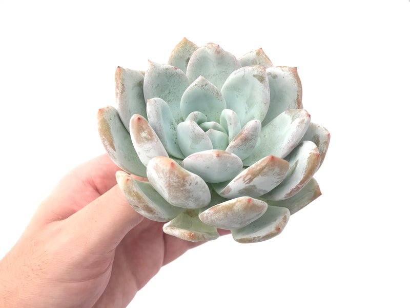 Echeveria 'Ivory' 4" Powdery Succulent Plant