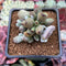 Cotyleydon Orbiculata Var. 'Hoppi' Variegated 2" Cluster Succulent Plant