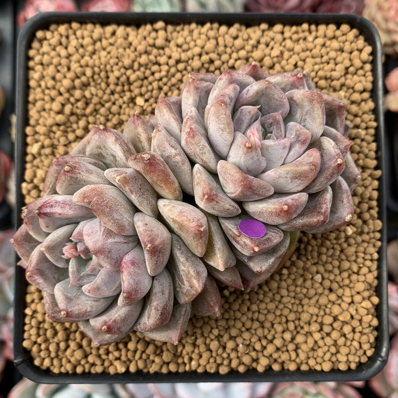 Echeveria 'Moiré' 3-4" Cluster Powdery Succulent Plant