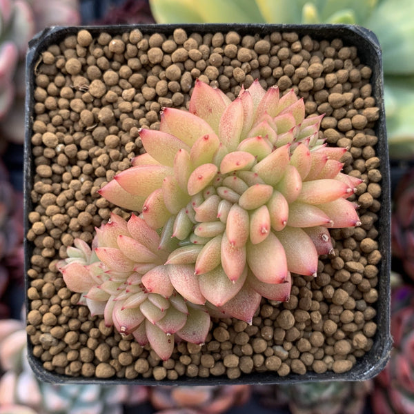 Echeveria Agavoides 'Gilva' Crested 1" Succulent Plant