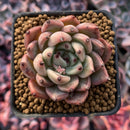 Echeveria Agavoides 'Red Tips' 1"-2" Succulent Plant