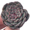 Echeveria 'Marcel' 1"-2" Succulent Plant