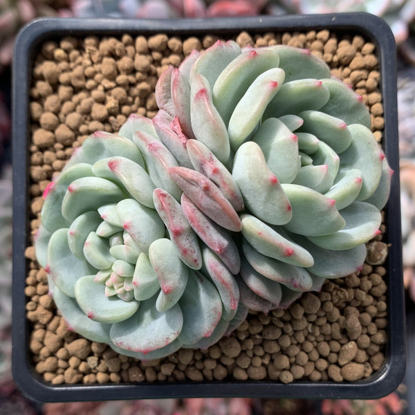 Echeveria 'Dawn' 3" Powdery Succulent Plant