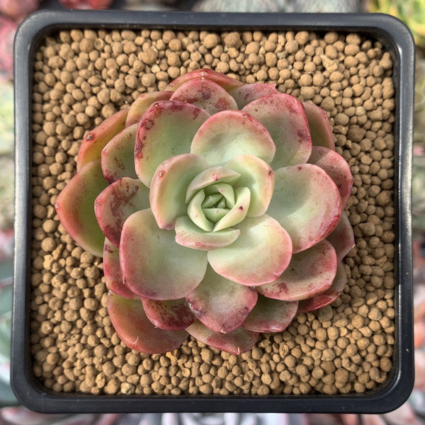 Echeveria sp. 2" Succulent Plant