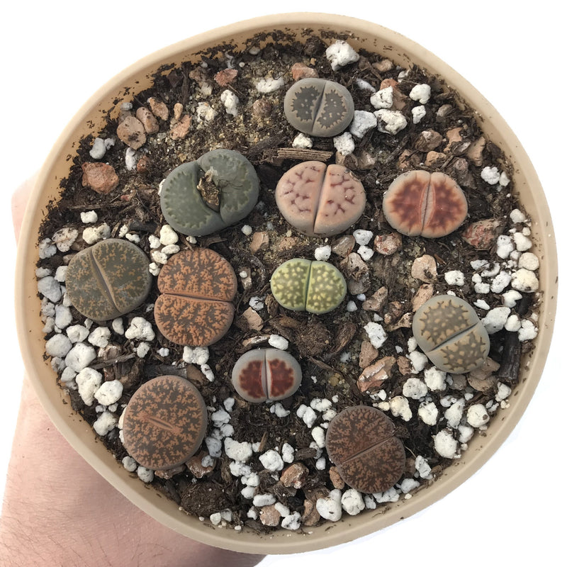 Collection of Lithops 4" (x11 Lithops)