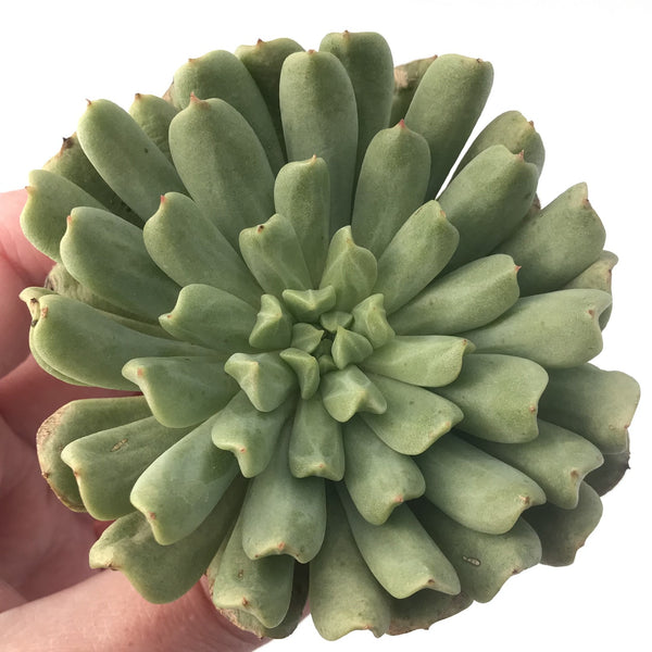 Echeveria 'Irish Mint' 4" Succulent Plant