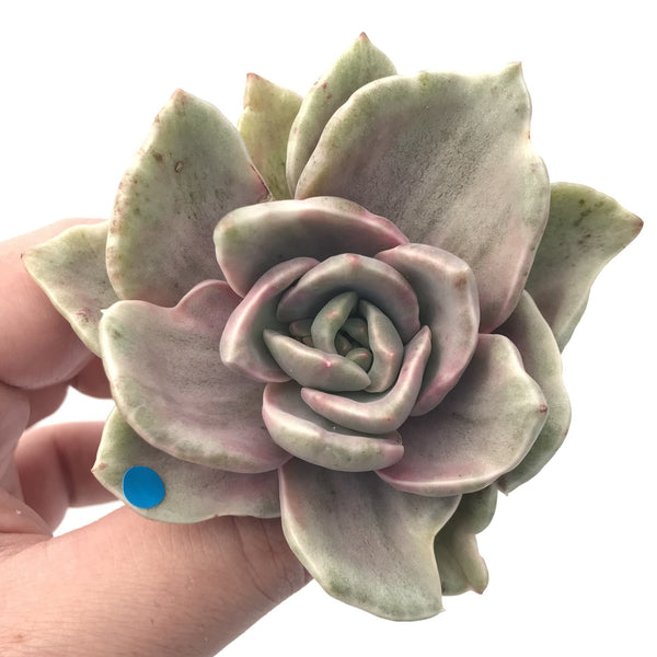 Graptoveria 'Bainesii' 3" Variegated Rare Succulent Plant