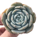 Echeveria 'White One' 2"-3" Succulent Plant