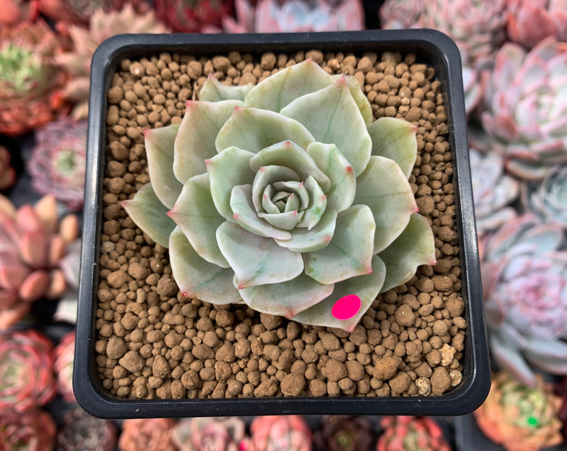 Echeveria 'Silver Queen' Variegated 2" Succulent Plant