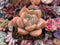 Echeveria Agavoides 'Shallot' 1" Succulent Plant