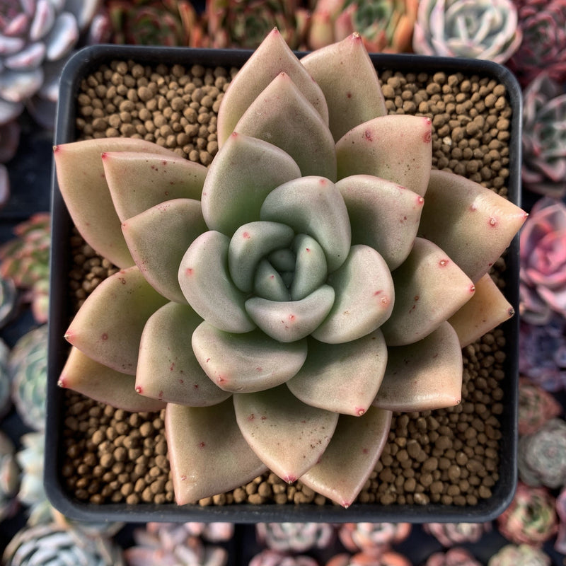 Echeveria Agavoides 'Lydia' 4" Succulent Plant